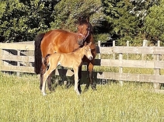 Bronwyn Hoey - June 2024