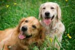 Dog Supplements