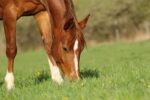 Grass Affected Horse