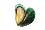 Green Lipped Muscle