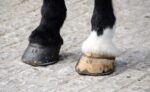 Hoof Supplements