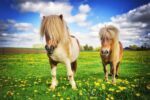 Laminitis