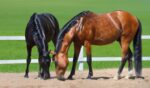 Equine Vitamins & Minerals
