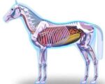 Gut Health & Digestion