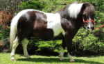 Chaste Berry Powder