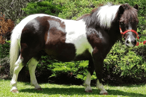 Merlin loves Chaste Berry Powder