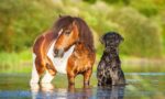 Cushings Support