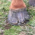 cracked hooves needing help