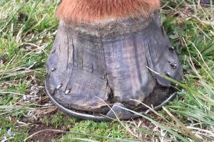 cracked hooves needing help