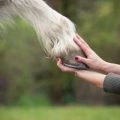 Lady holding a horses hoof