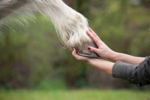 Lady holding a horses hoof